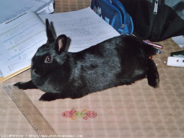 Photo de Lapin