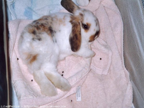 Photo de Lapin