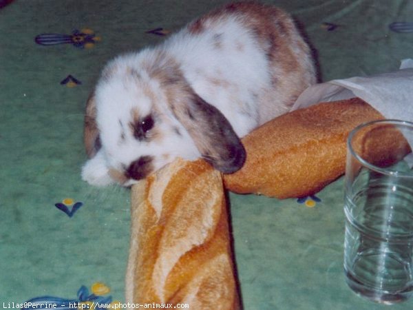 Photo de Lapin