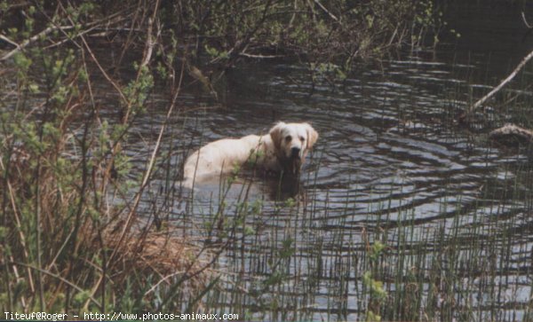 Photo de Golden retriever