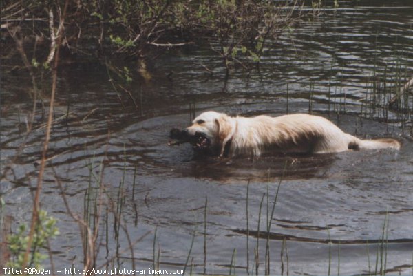 Photo de Golden retriever