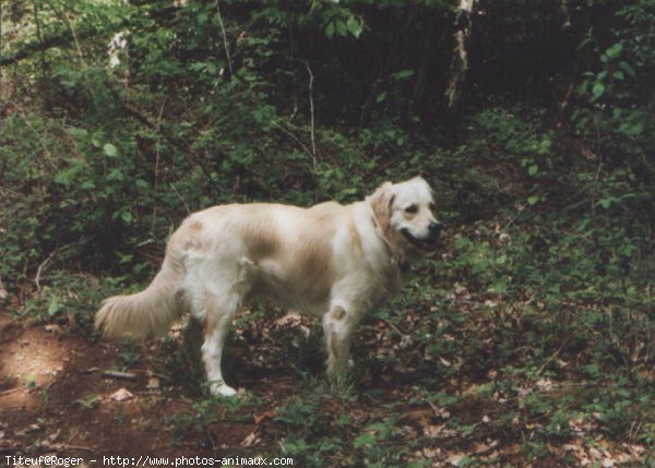 Photo de Golden retriever