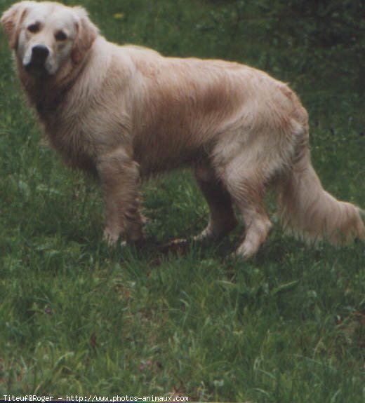 Photo de Golden retriever