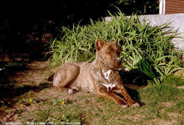 Photo de Chien de cour italien