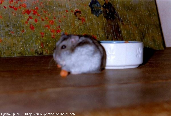 Photo de Hamster