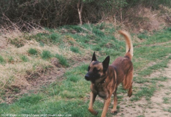 Photo de Berger belge malinois