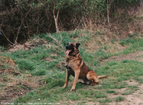 Photo de Berger belge malinois