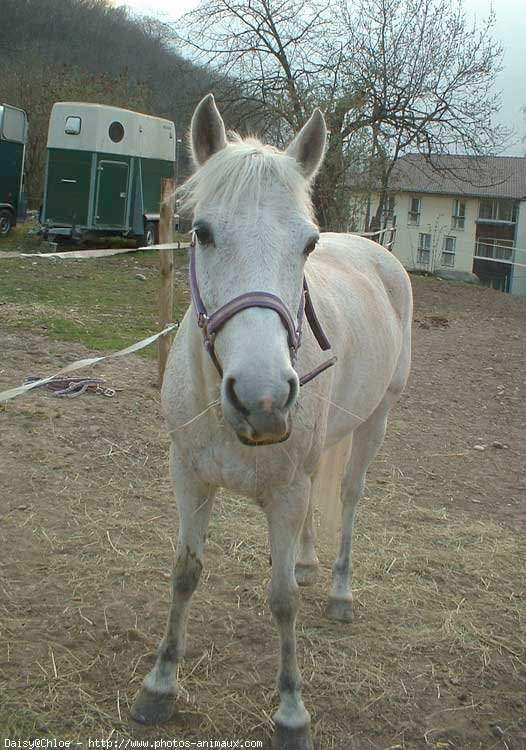 Photo de Poney franais de selle