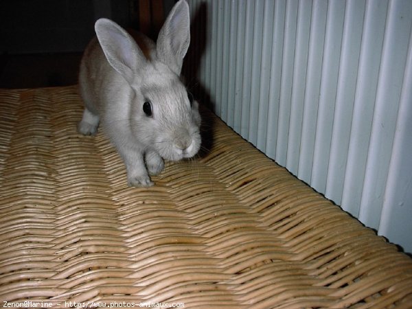 Photo de Lapin