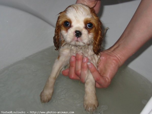 Photo de Cavalier king charles spaniel