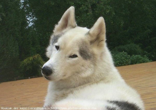 Photo de Husky siberien