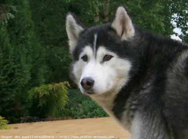 Photo de Husky siberien