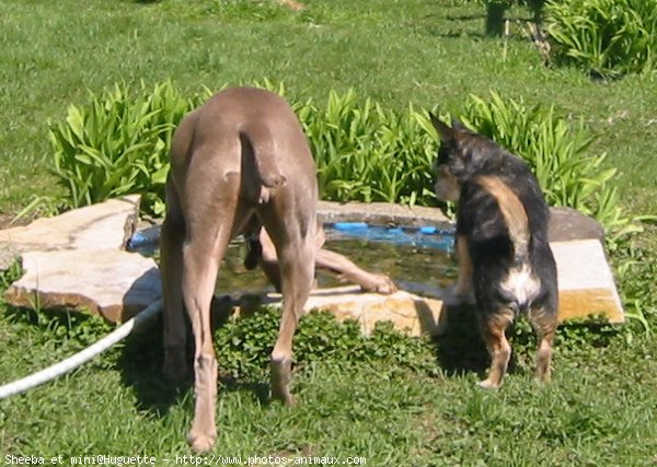 Photo de Races diffrentes