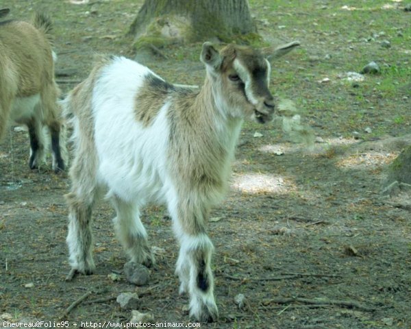 Photo de Chvre