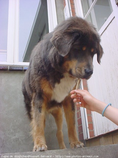 Photo de Dogue du tibet