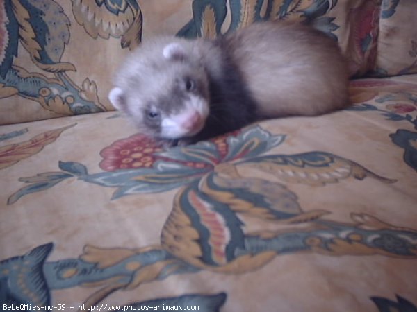 Photo de Furet