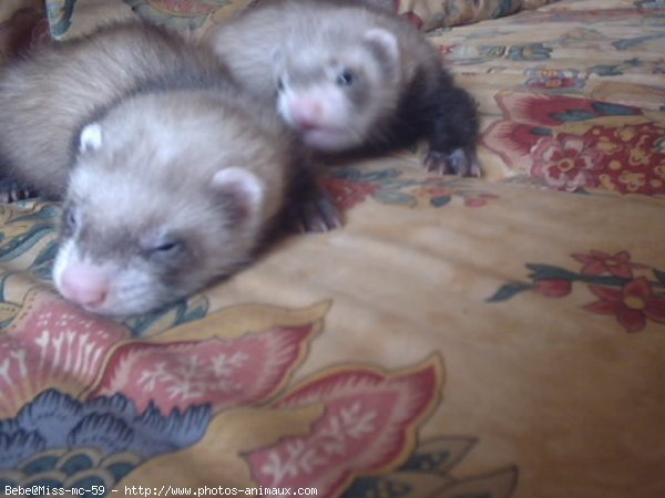 Photo de Furet