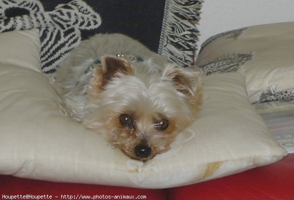 Photo de Yorkshire terrier