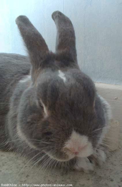 Photo de Lapin