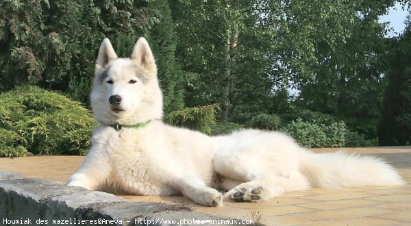 Photo de Husky siberien