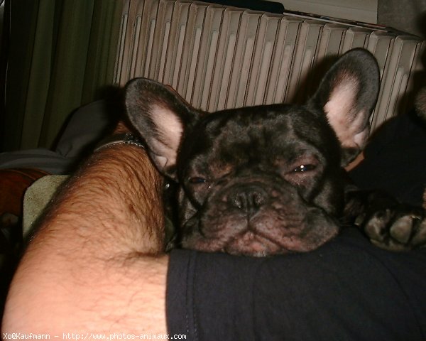 Photo de Bouledogue franais