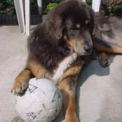 Photo de Dogue du tibet