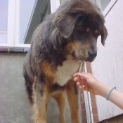 Photo de Dogue du tibet