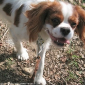 Photo de Cavalier king charles spaniel