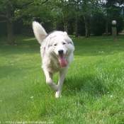 Photo de Husky siberien