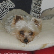 Photo de Yorkshire terrier