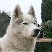 Photo de Husky siberien