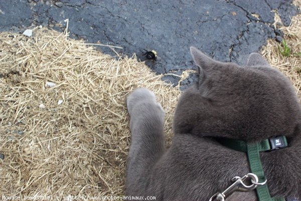 Photo de Chat domestique