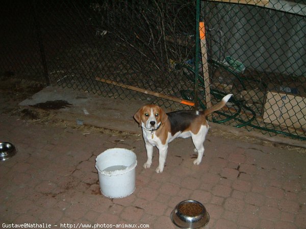 Photo de Beagle