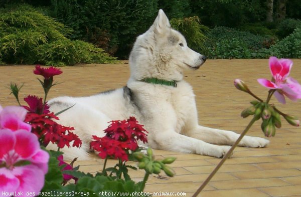 Photo de Husky siberien