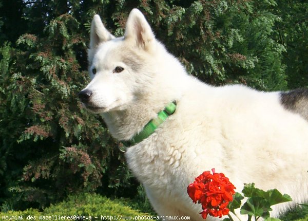 Photo de Husky siberien