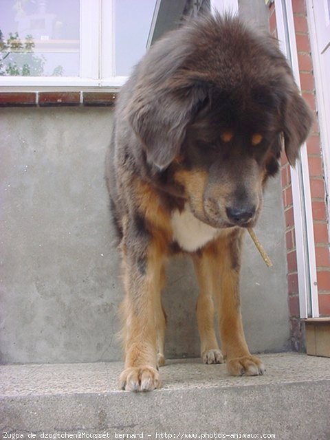 Photo de Dogue du tibet