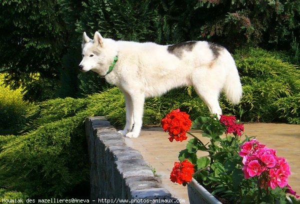 Photo de Husky siberien