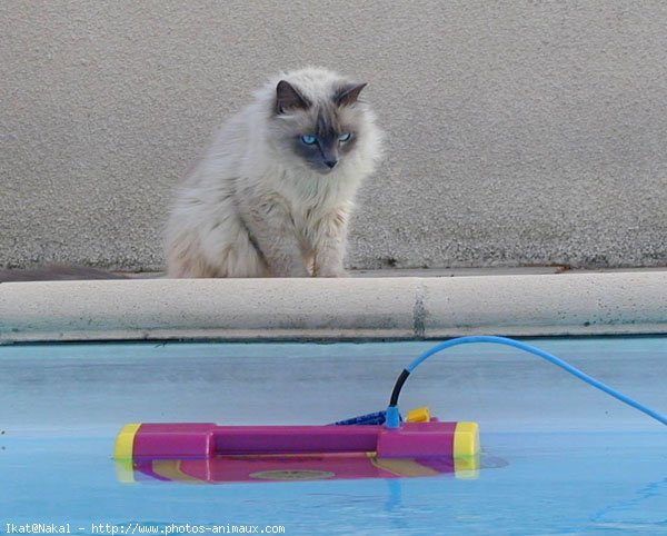 Photo de Sacr de birmanie