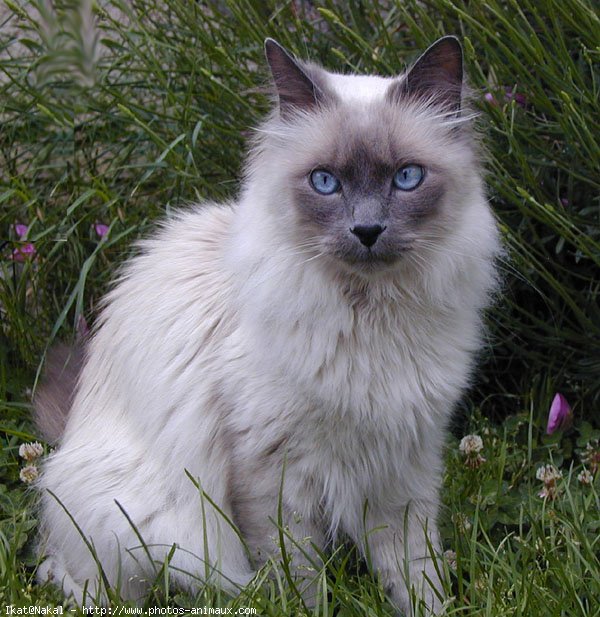 Photo de Sacr de birmanie