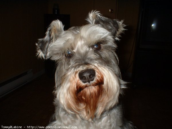 Photo de Schnauzer gant