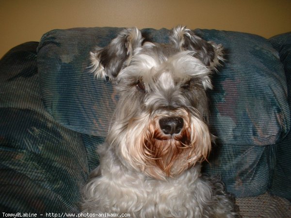 Photo de Schnauzer gant