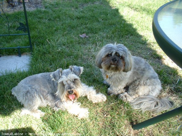 Photo de Schnauzer gant