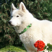 Photo de Husky siberien