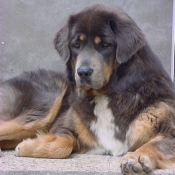 Photo de Dogue du tibet