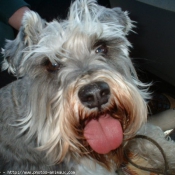 Photo de Schnauzer gant