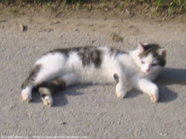 Photo de Chat domestique