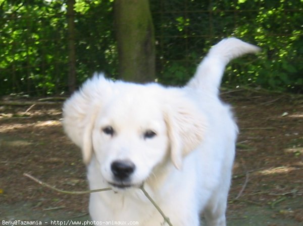 Photo de Golden retriever