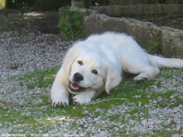 Photo de Golden retriever