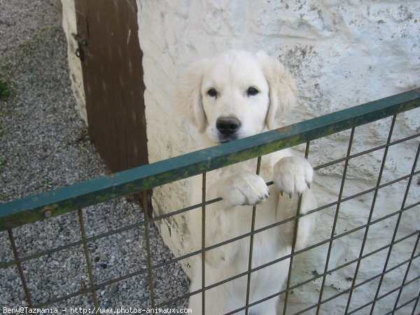 Photo de Golden retriever