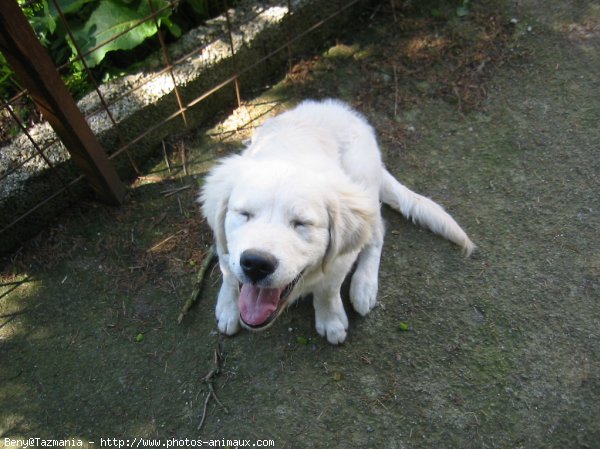 Photo de Golden retriever